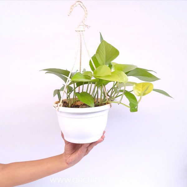 Money Plant Neon