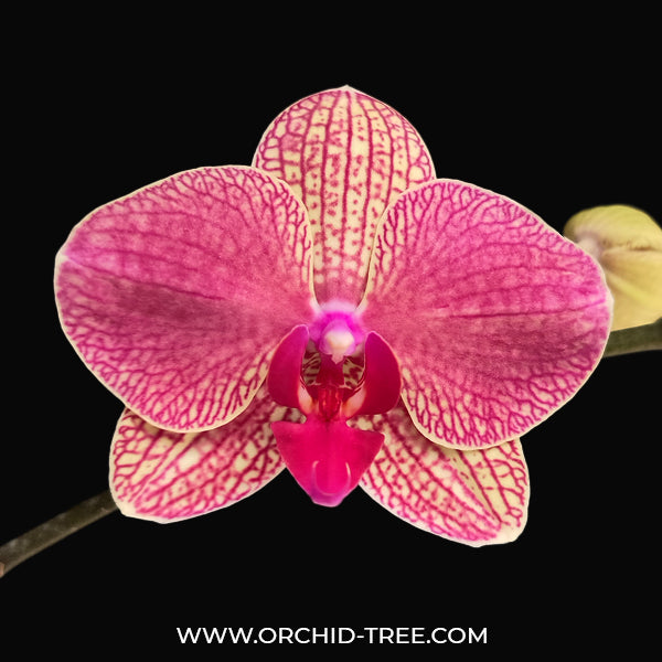 Phalaenopsis Neptune - BS
