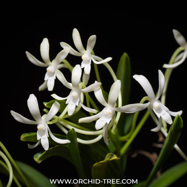 Neofinetia falcata - FF