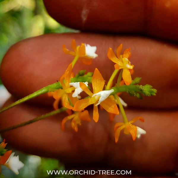 Grosourdya nitida sp. - BS