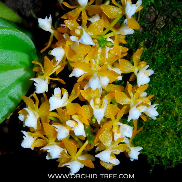 Grosourdya nitida sp. - BS