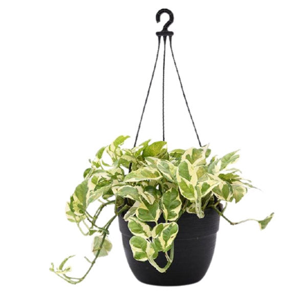 Money Plant N'joy Hanging