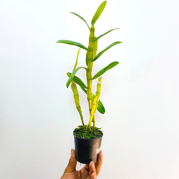 Dendrobium Nobile Napori - BS