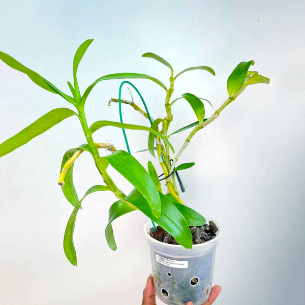Dendrobium Nobile Pink Sp. - BS - Buy Orchids Plants Online by Orchid-Tree.com