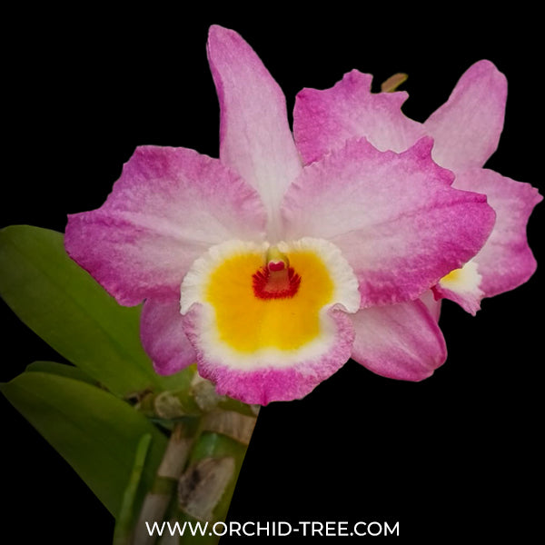 Dendrobium Asian Beauty Orchid Plant - FF