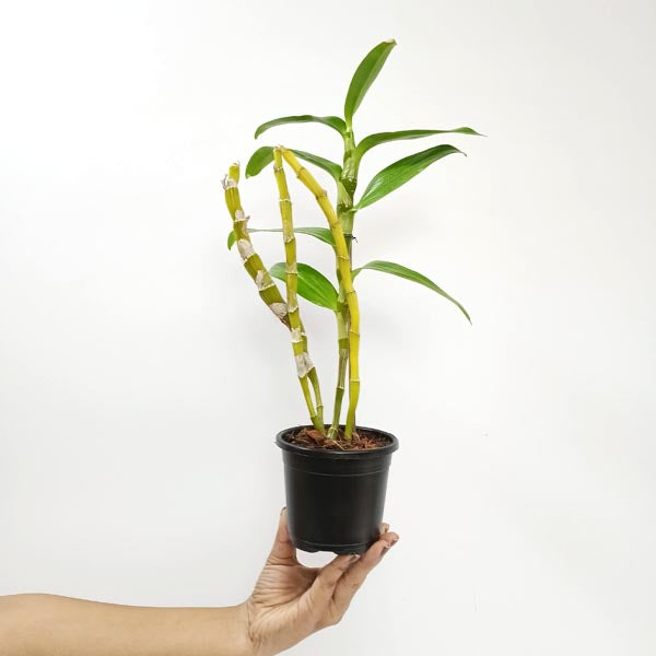 Dendrobium Nobile Red River Orchid Plant - BS