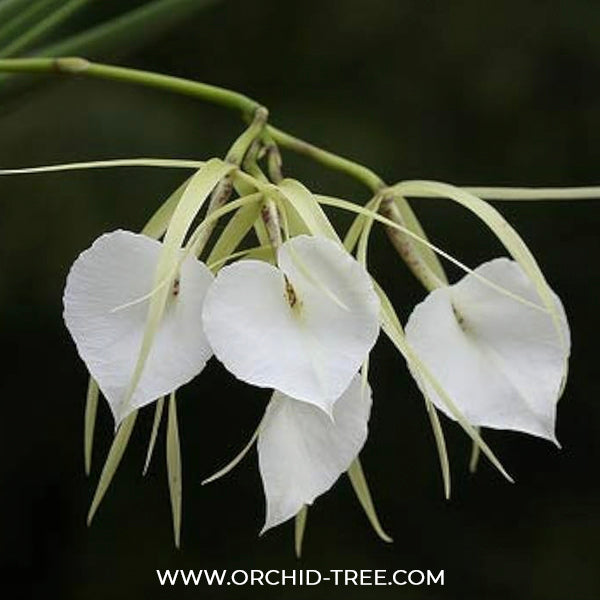 Cattleya (Br.) nodosa sp. Orchid Plant - BS
