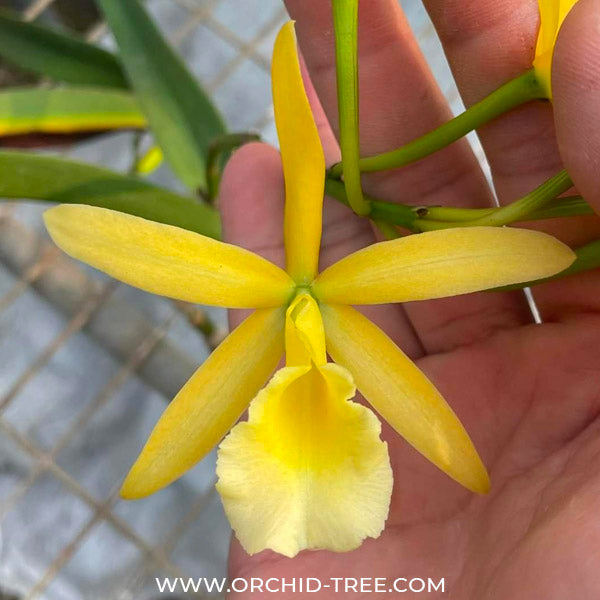 Cahuzacara Hsinying Naranja - BS
