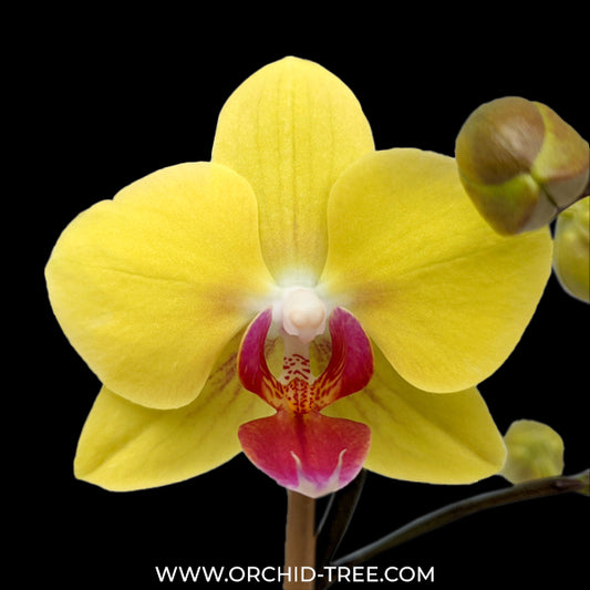 Phalaenopsis OX Yellow Freed Orchid Plant - FF