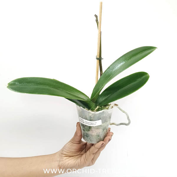 Phalaenopsis OX Wedding Dress Orchid Plant - FF