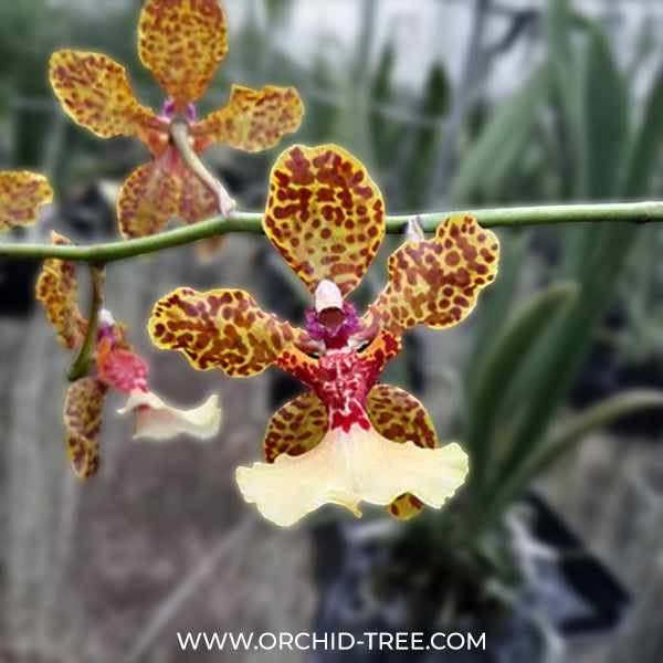 Oncidium (Tricocentrum)Hawaiian Champion x Oncidium Josephine Orchid Plant - BS - Buy Orchids Plants Online by Orchid-Tree.com