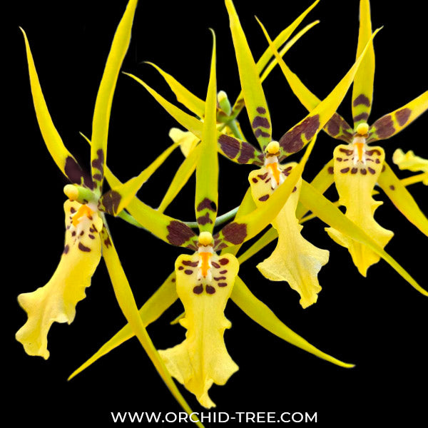 Brassidium Shooting Star - NBS