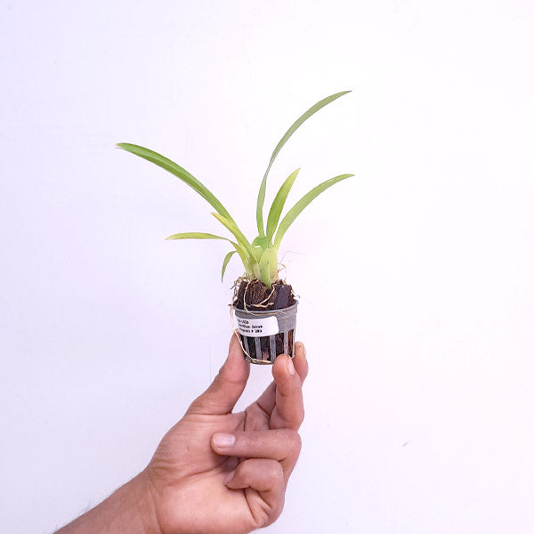 Oncidium Jairak Fragrance - SS