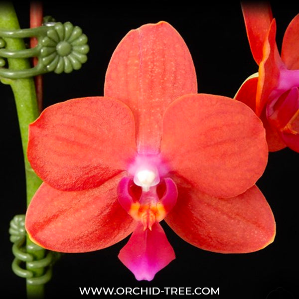 Phalaenopsis Orange Baby - BS
