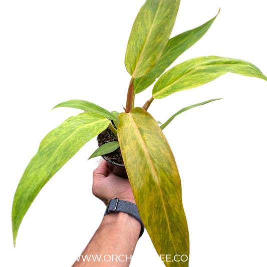 Philodendron Orange Marmalade