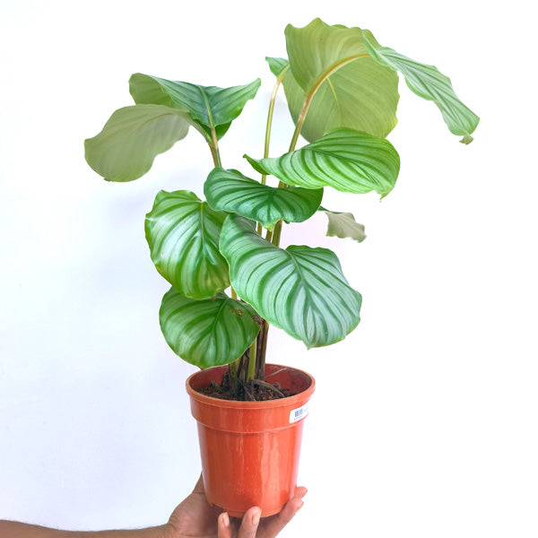 Calathea Orbifolia