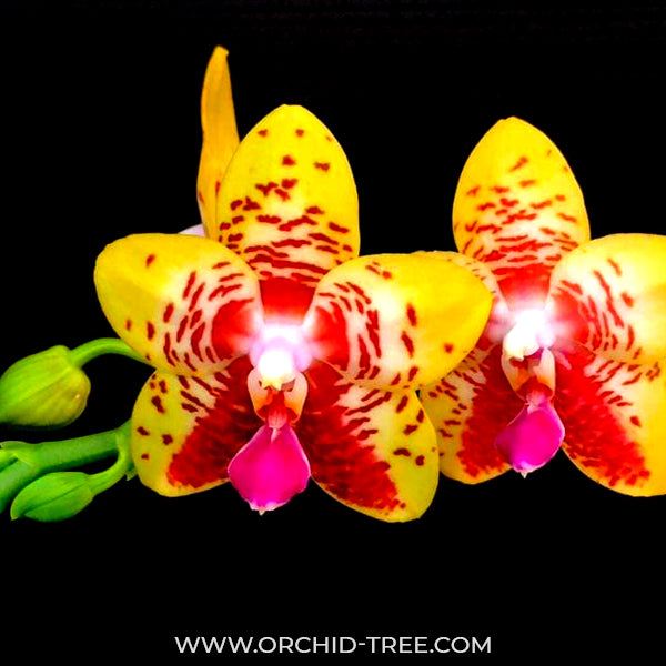 Phalaenopsis Orchid World - BS