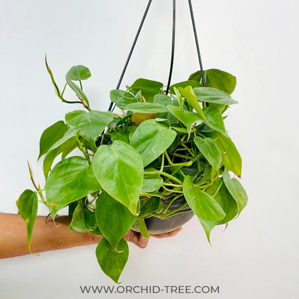 orchid philodendron Philodendron Green Heart Leaf