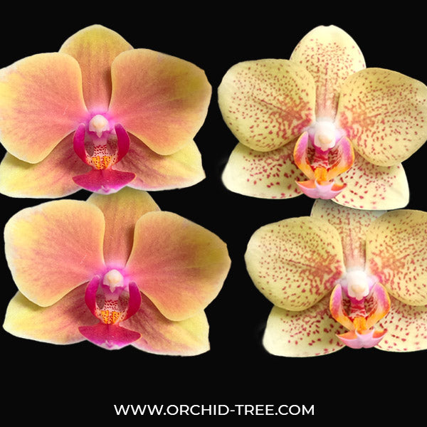 Phalaenopsis #2 Combo Pack of 2 - FF