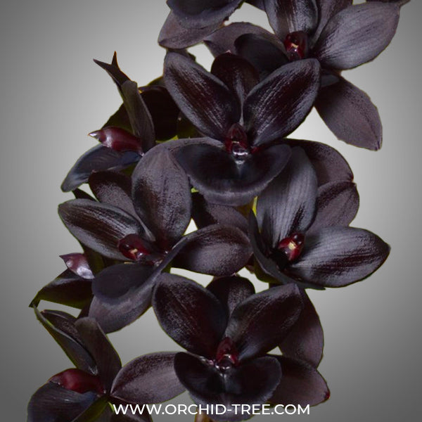 Catasetum (FDK) Painted Desert x Alexa 'Good One' - BS
