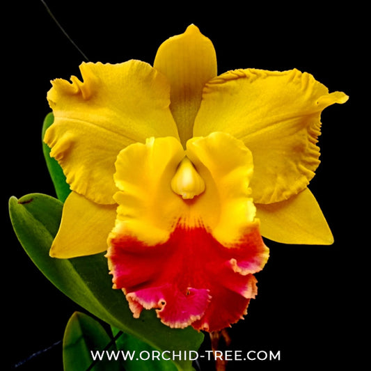 Cattleya (Rlc.) Paithoon Delight 'Golden Sun' Orchid Plant - BS