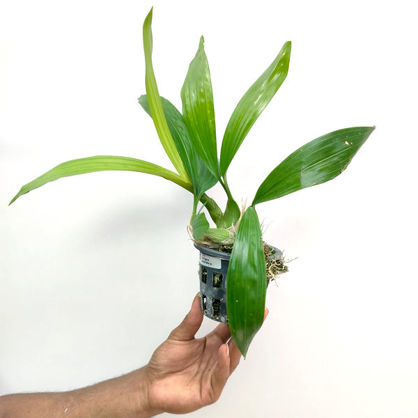 Coelogyne pandurata sp. - BS