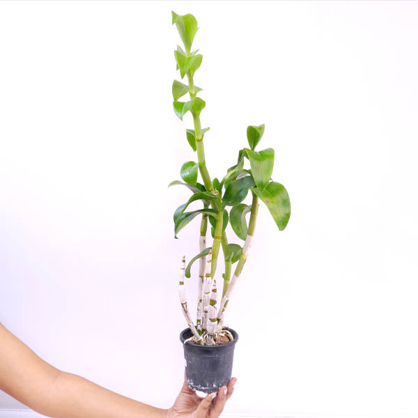 Dendrobium Panjarat Pink Orchid Plant - BS
