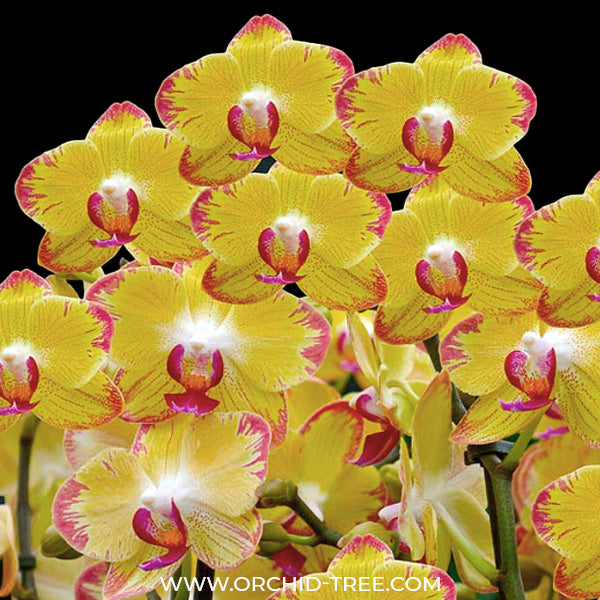 Phalaenopsis Papagayo - FF