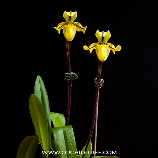 Paphiopedilum druryi sp. - BS - Buy Orchids Plants Online by Orchid-Tree.com