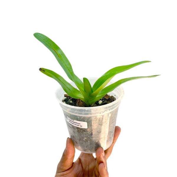 Paphiopedilum philippinense sp. - BS