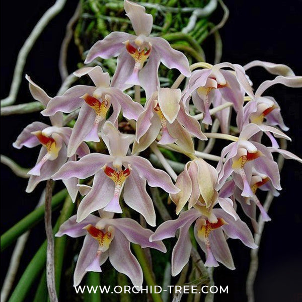 Paraphalaenopsis laycockii sp. Orchid Plant - BS
