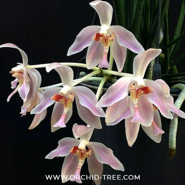 Paraphalaenopsis laycockii sp. Orchid Plant - BS
