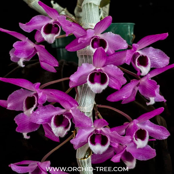 Dendrobium parishii sp. - BS