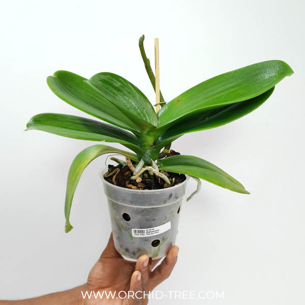 Phalaenopsis Passion Pink Orchid Plant - FF