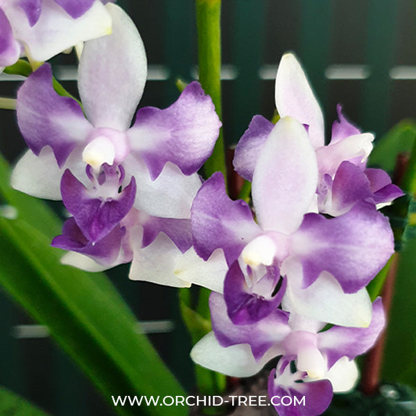 Phalaenopsis Tzu Chiang Sapphire (Peloric - 3 Lips) - FF