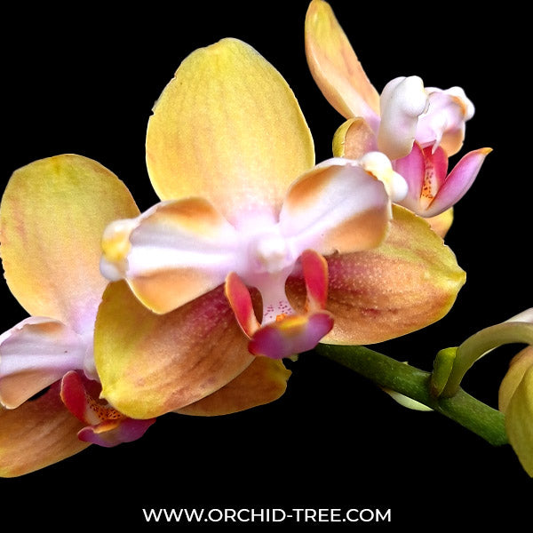 Phalaenopsis Charming Sunshine - FF