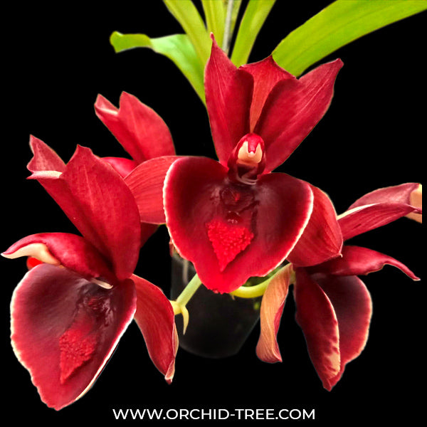 Catasetum Penang 'Dark Red' - BS