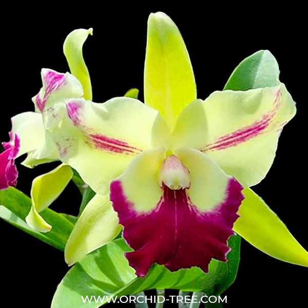 Cattleya (Rlc.) Penny Helen - BS