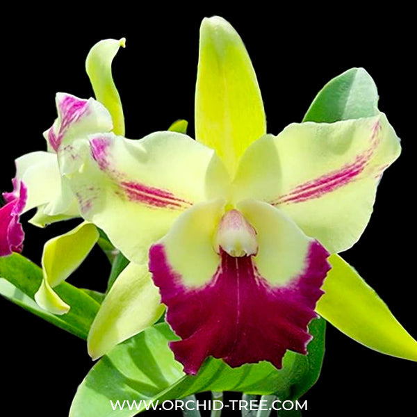 Cattleya (Rlc.) Penny Helen Orchid Plant - BS