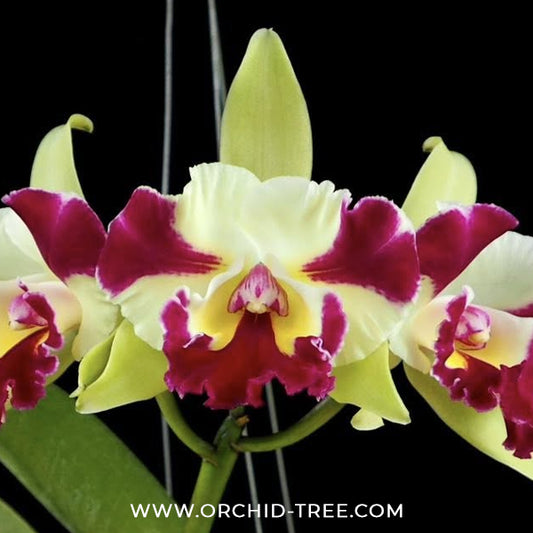 Cattleya (Rlc.) Penny Helen Orchid Plant - BS