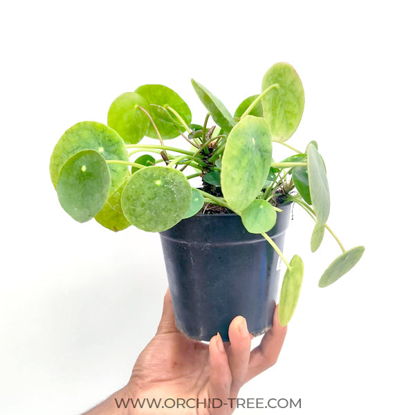 Peperomioides Pilea