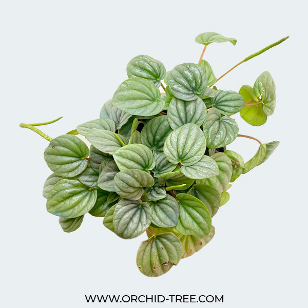 Peperomia Moonlight