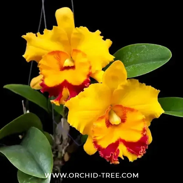 Cattleya (Rlc.) Paithoon Delight 'Golden Sun' Orchid Plant - BS