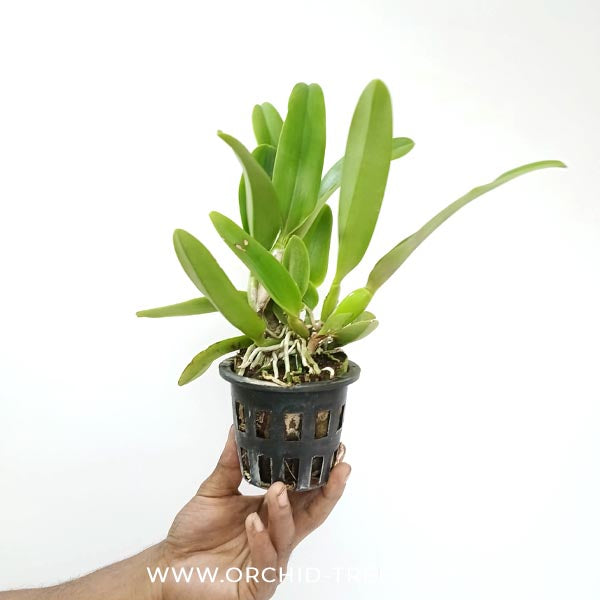 Cattleya (Rlc.) Paithoon Delight 'Golden Sun' Orchid Plant - BS
