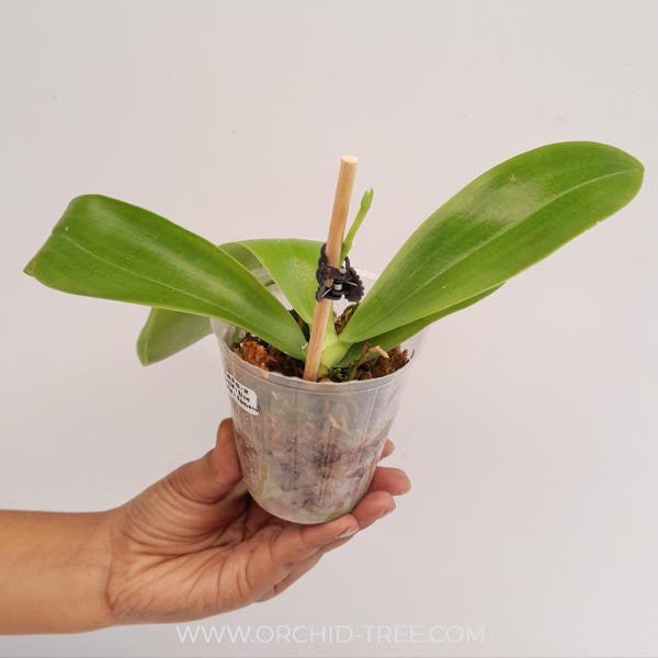 Phalaenpsis Jamie's Blue Dragonfly X Samera Orchid Plant - FF