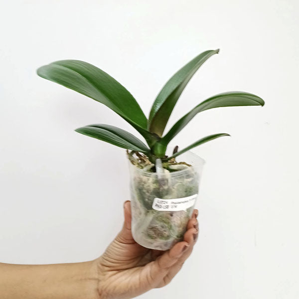 Phalaenopsis Yi-Shing '278' Orchid Plant - FF