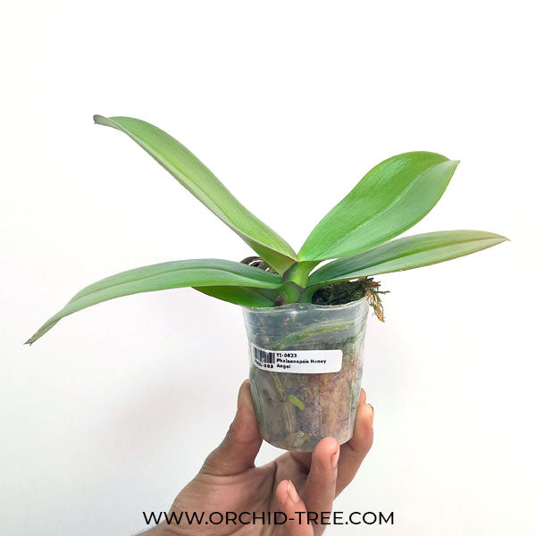 Phalaenopsis Honey Angel - FF