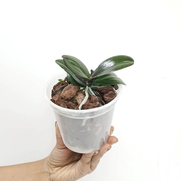 Phalaenopsis I-Hsin Yellow Leopard Orchid Plant - MS