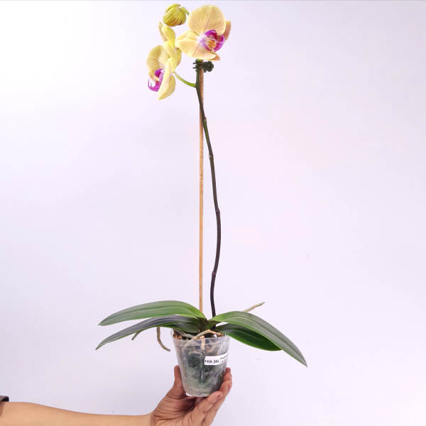 Phalaenopsis Crack of Dawn Orchid Plant - FF