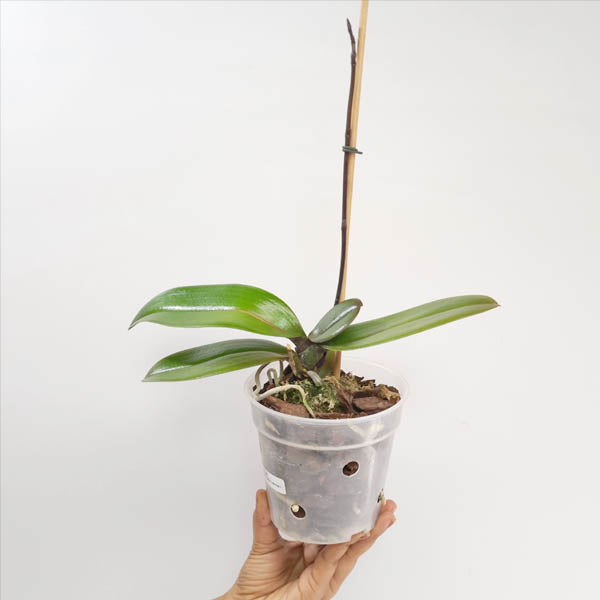 Phalaenopsis Harck Salmon Orchid Plant - FF